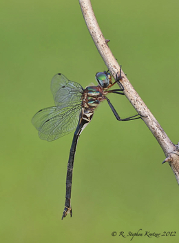 Somatochlora provocans, female